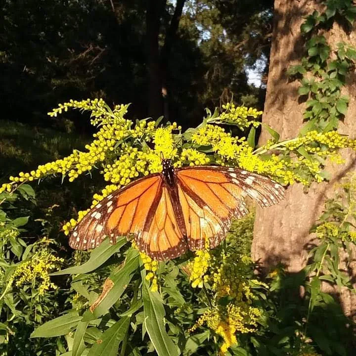 Monarch